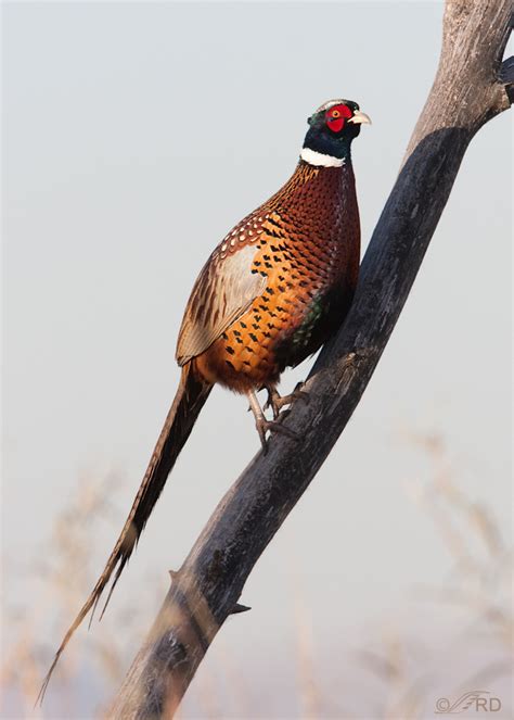 Wood is also used for construction materials, making furniture and crafting tools. . Do pheasants roost in trees